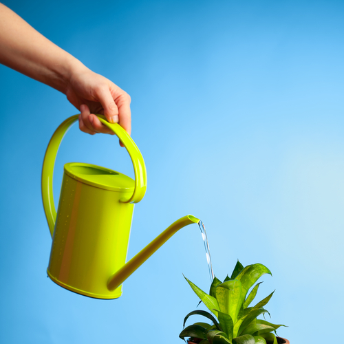 Watering a plant